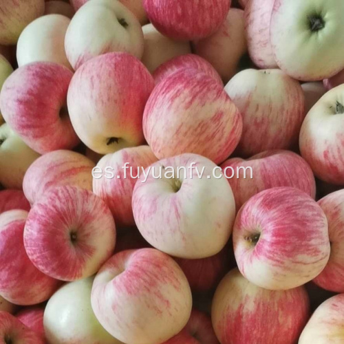Nueva manzana fresca temporada 2019